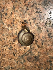 Bradybaena similaris