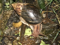 Lissachatina immaculata