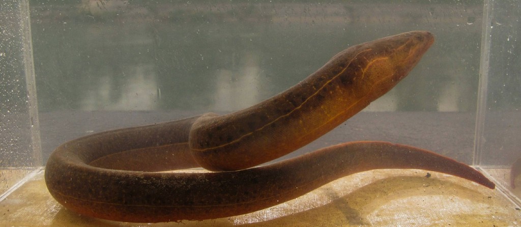 Ophichthys