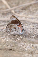 Diaethria bacchis