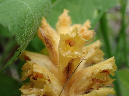 Image of Orobanche salviae by (c) Elias, some rights reserved (CC BY)