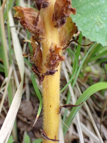 Image of Orobanche salviae by (c) Elias, some rights reserved (CC BY)