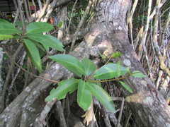 Rhizophora apiculata