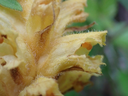 Image of Orobanche salviae by (c) Elias, some rights reserved (CC BY)