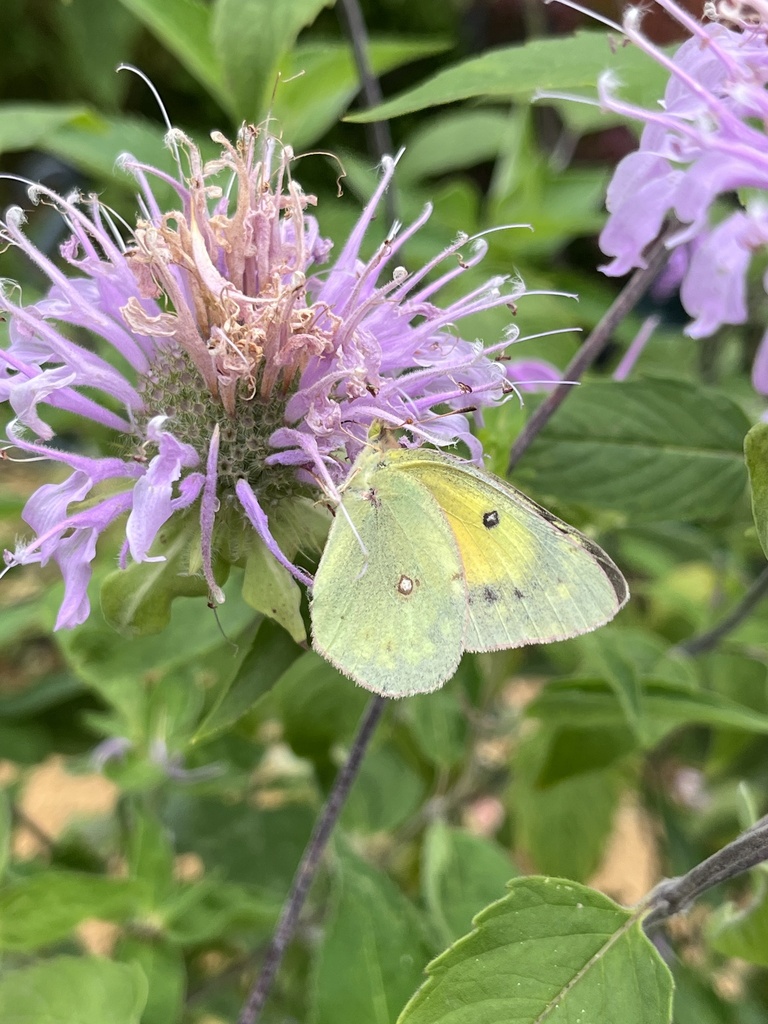 Orange Sulphur from Sunset Dr, Norman, OK, US on June 27, 2023 at 01:20 ...