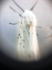 Spilosoma lubricipeda