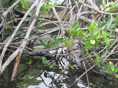 Rhizophora apiculata