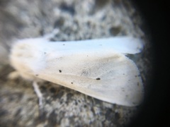 Spilosoma lubricipeda