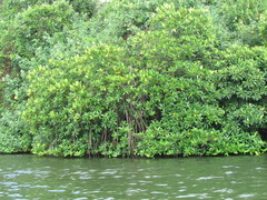 Rhizophora apiculata