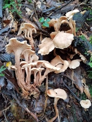 Lentinellus cochleatus