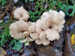 Lentinellus cochleatus