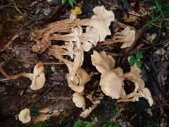 Lentinellus cochleatus
