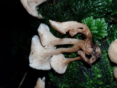Lentinellus cochleatus
