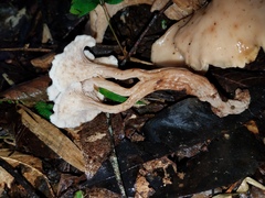 Lentinellus cochleatus