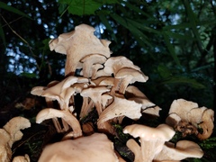 Lentinellus cochleatus