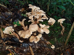 Lentinellus cochleatus