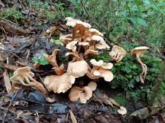 Lentinellus cochleatus
