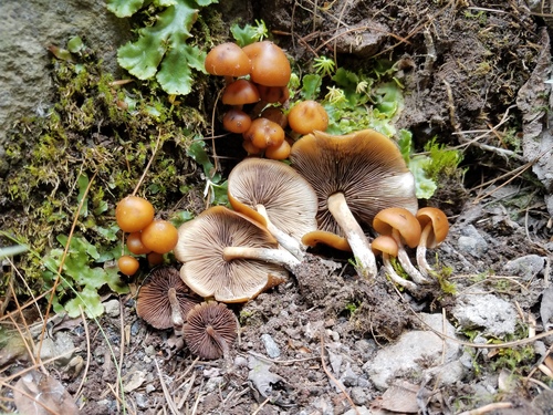 Psilocybe muliercula