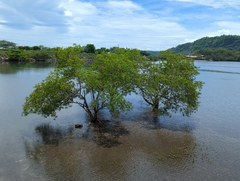 Laguncularia racemosa image