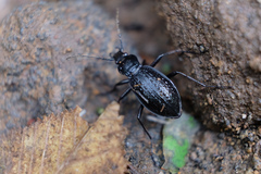 Carabus opaculus