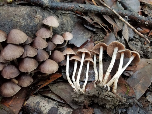 Psathyrella canoceps