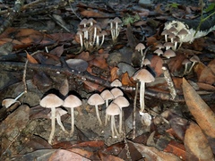 Coprinopsis canoceps