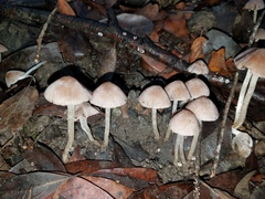 Coprinopsis canoceps