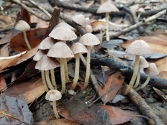 Coprinopsis canoceps