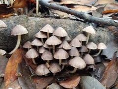 Coprinopsis canoceps