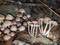 Coprinopsis canoceps