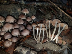 Coprinopsis canoceps