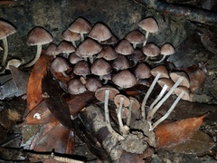 Coprinopsis canoceps