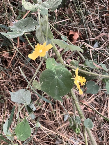 Abutilon grandiflorum, photograph 3