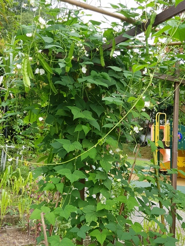 Psophocarpus tetragonolobus iNat (3)