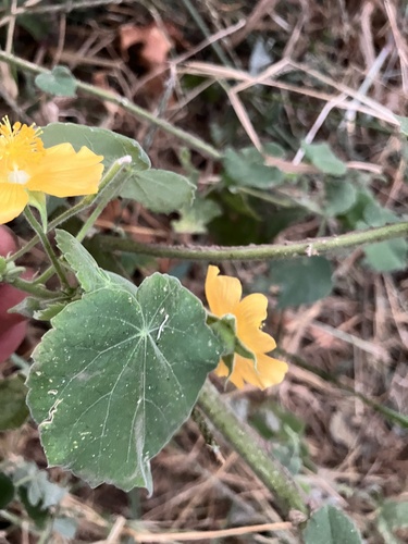 Abutilon grandiflorum, photograph 4