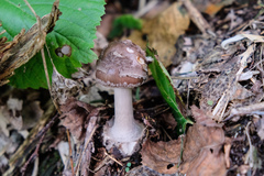 Amanita citrina grisea