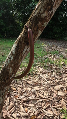 Parmentiera cereifera