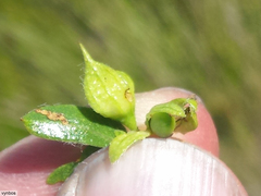Psoralea obliqua