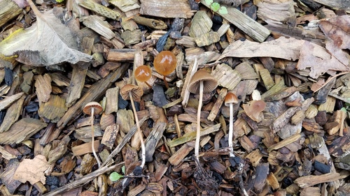 Parasola conopilus image