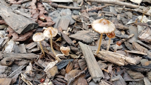Parasola conopilus image