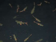 Barbonymus schwanefeldii