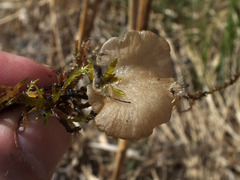 Arrhenia lobata