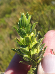 Psoralea obliqua