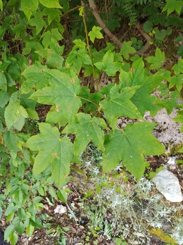 Image of Acer lobelii by (c) Francesco Santoro, some rights reserved (CC BY)
