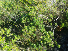 Psoralea obliqua