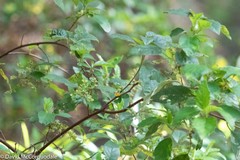 Trymalium odoratissimum