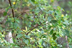 Trymalium odoratissimum