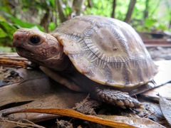 Indotestudo elongata