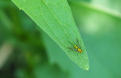 Condylostylus comatus