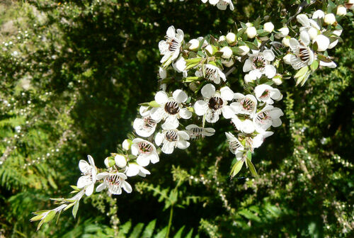 Leptospermum image